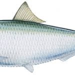 article image -